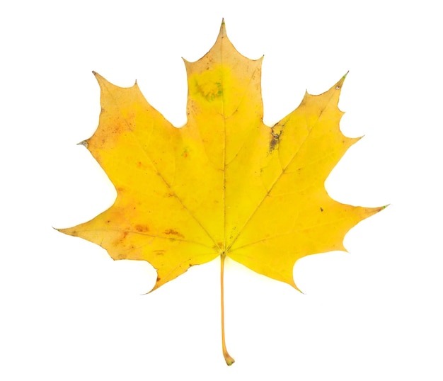 Yellow maple leaf isolated on white background. Autumn symbol.