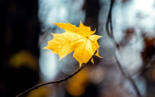 Yellow maple leaf on a tree in a dark autumn forest