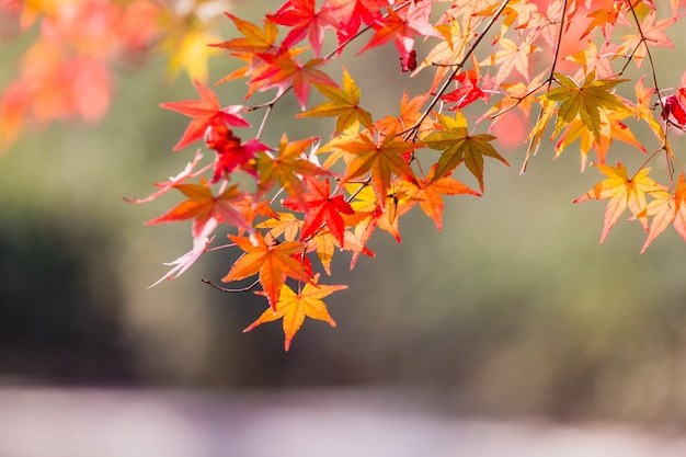 Yellow maple leaf