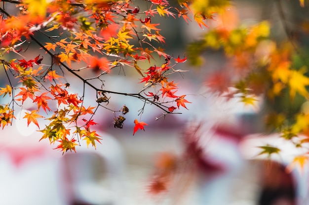 Yellow maple leaf