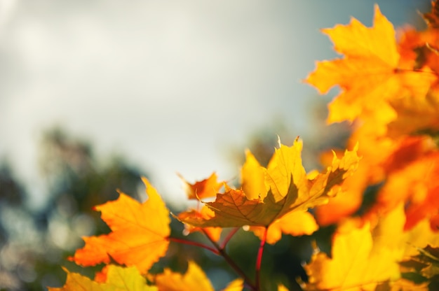 Yellow maple leaves against the sky. Beautiful autumn nature background. Selective focus