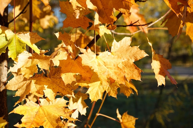 Yellow maple leaves during autumn season with warm sunlight from behind Fall park on blurry background Golden autumn maple leaves view