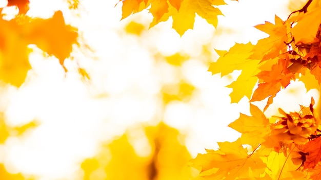 Yellow maple leaves on blurred background Orange leaves on tree Golden leaves in autumn park