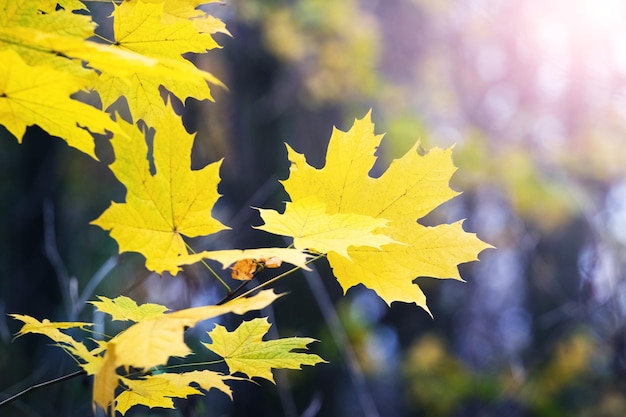 Yellow maple leaves in the forest on a tree in autumn on a sunny day