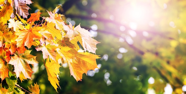 Yellow maple leaves in the forest on a tree on a sunny day