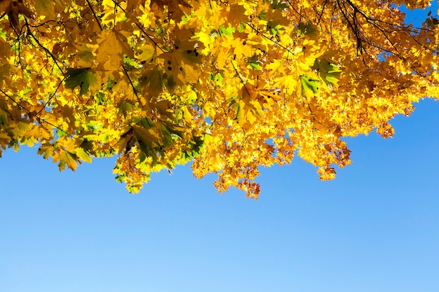 Yellow maple leaves located on a tree in autumn season.