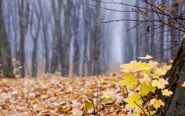 Yellow maple leaves on the side of a forest road on bare trees in the autumn