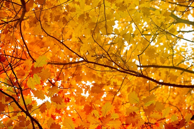 Yellow maple leaves on a twig in autumn