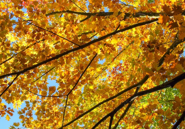 Yellow maple leaves on a twig in autumn