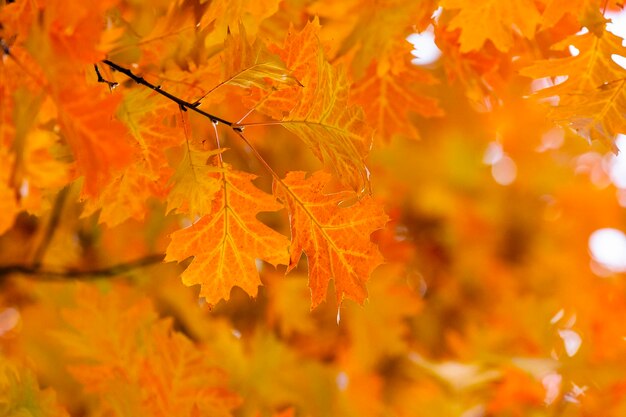 Yellow maple leaves on a twig in autumn