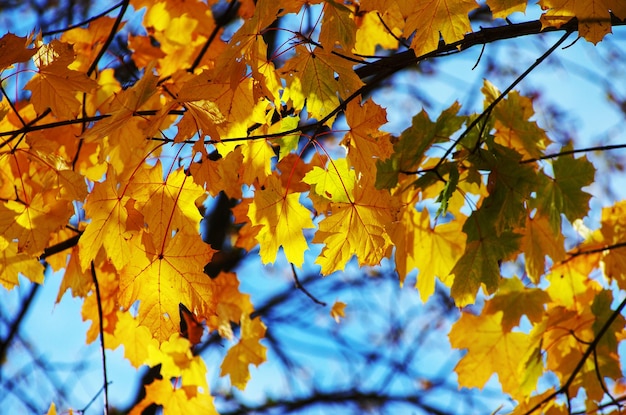 Yellow maple leaves on a twig in autumn