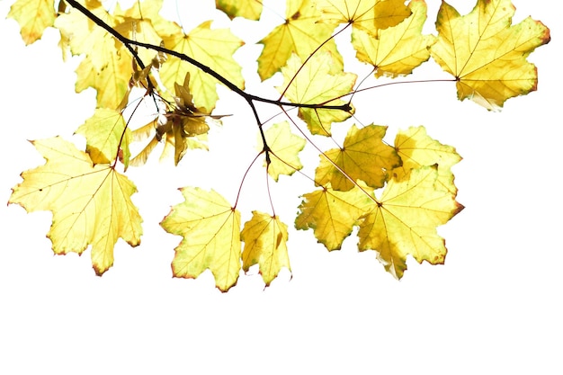 Yellow maple leaves on a white background design element