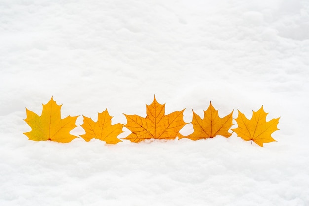 Yellow maple leaves on white background