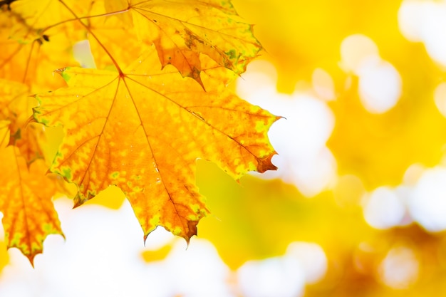 Yellow maple. Maple leaves on a blurred background. Autumn background. Copy space