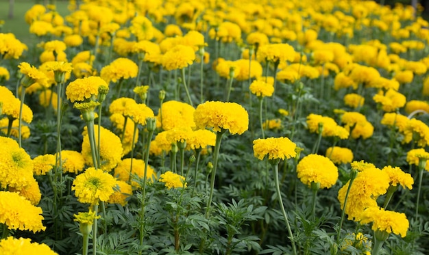 Yellow marigold flower in garden