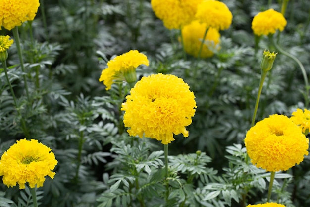 Yellow marigold flower in garden