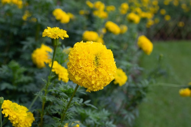 Yellow marigold flower in garden