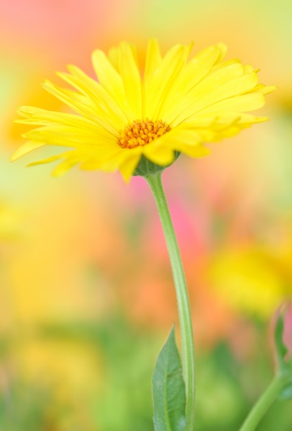 Yellow  marigold flower