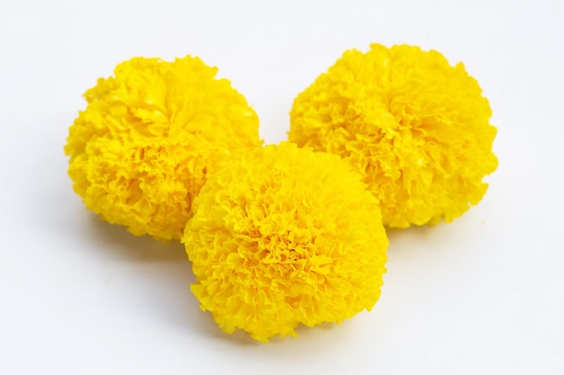 Yellow marigold flowers on white background