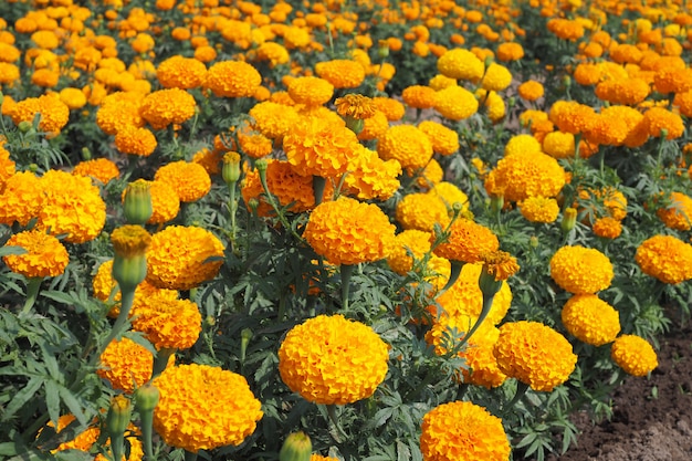 Yellow marigold flowers with green leaves in the meadow in flower garden for background