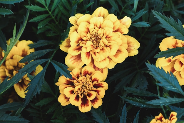 Yellow marigolds blooming in the garden closeup