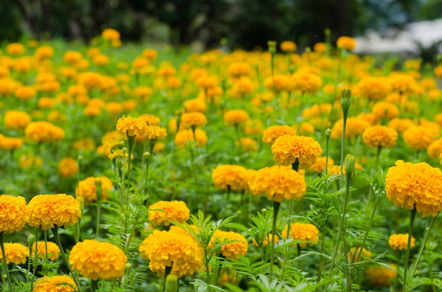 Yellow marigolds blooming in the garden