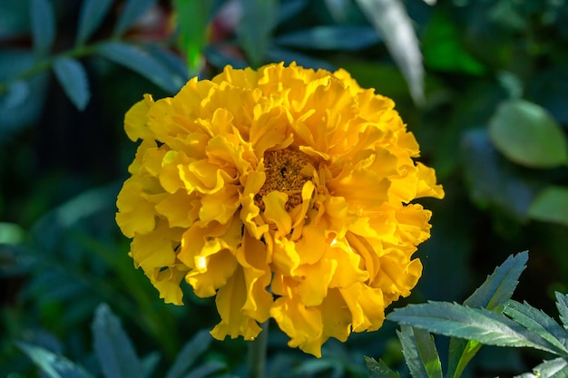 Yellow marigolds flower on a green background on a summer sunny day macro photography