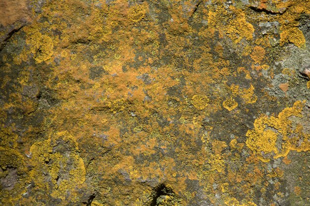 Yellow marks of moisture in stone