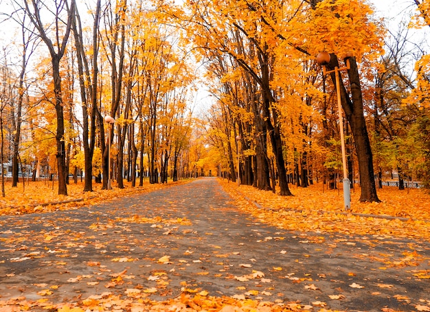 yellow marple leaves on black asphalt road with copy space for text. 