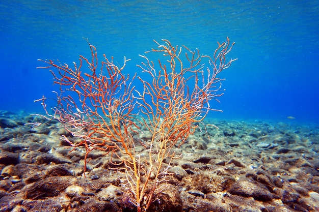 Yellow Mediterranean gorgonian coral - Eunicella cavolini