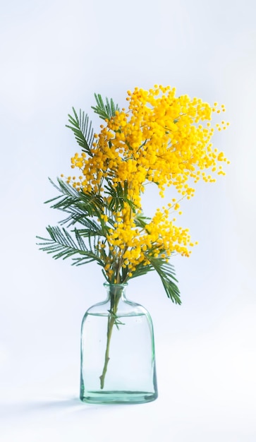 Yellow mimosa flowers Springtime floral background