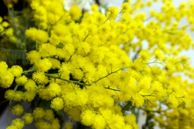 Yellow Mimosa flowers on tree branches. Spring background. 