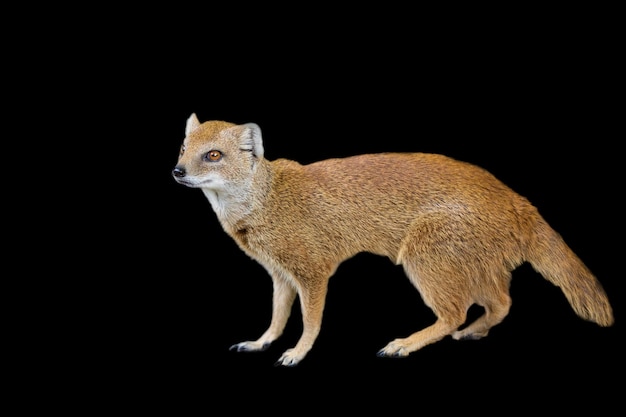 Yellow mongoose on a black background