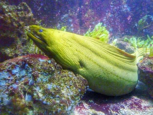 Photo yellow moray swimming at sea