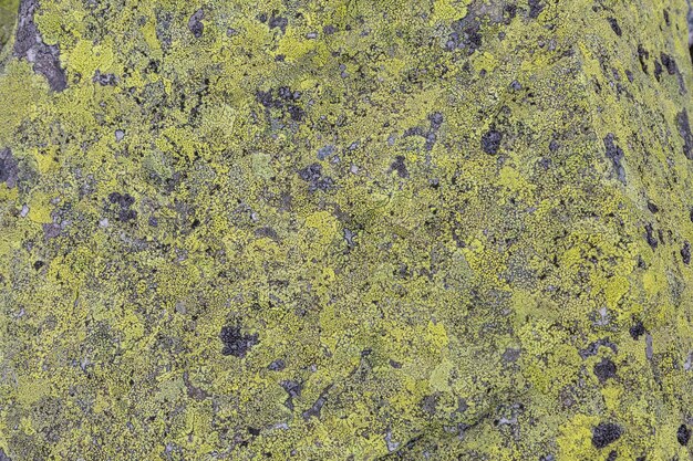 A yellow Moss and lichen fungus on the stones in the mountains Grey and yellow abstract stone texture background