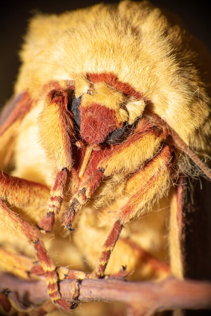 Yellow moth in detail with macro lens, selective focus.