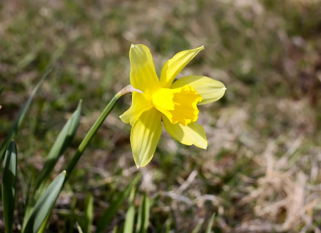 Yellow narcissus flower growing in spring park