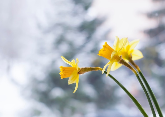 Yellow narcissus flowers on blurred winter nature background