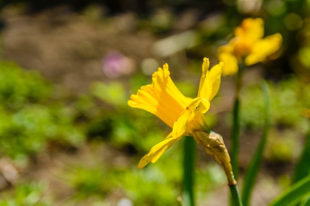 Yellow narcissus in the garden on spring