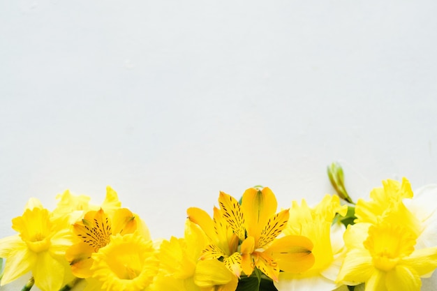 Yellow narcissus on white background.