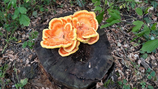 Yellow nonedible mushroom on a stump in the woods.