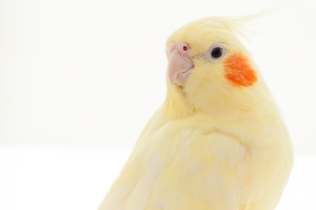 Yellow nymph cockatiel parrot on white background.