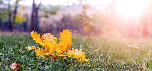 Yellow oak leaves in the forest on the grass in sunny weather