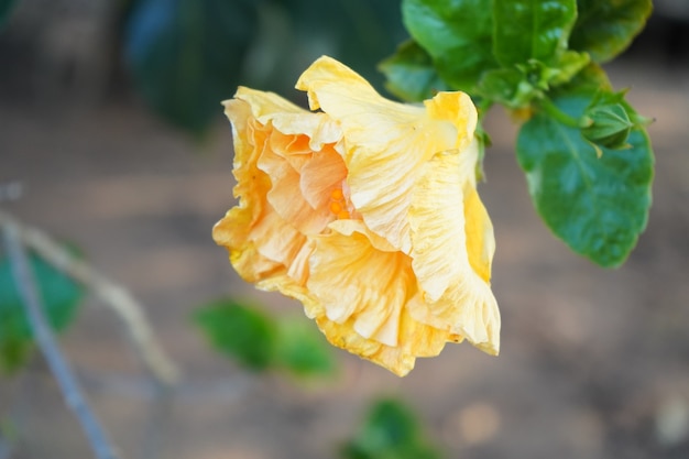 Yellow open hibiscus flower in the garden