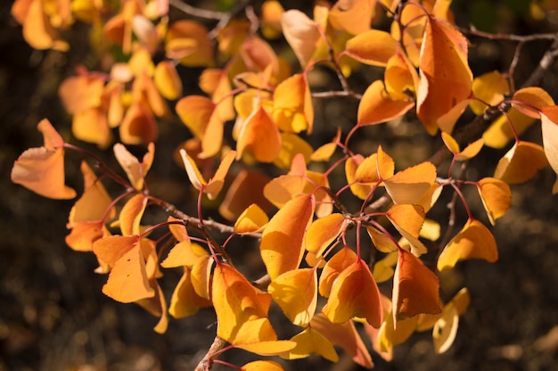 Yellow-orange autumn leaves on a branch