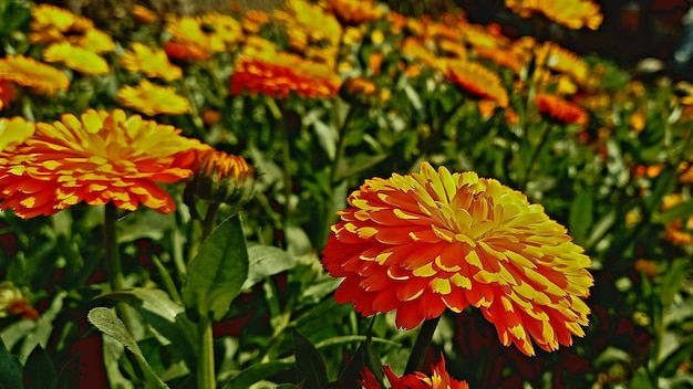 a yellow and orange flower is in a field with other flowers