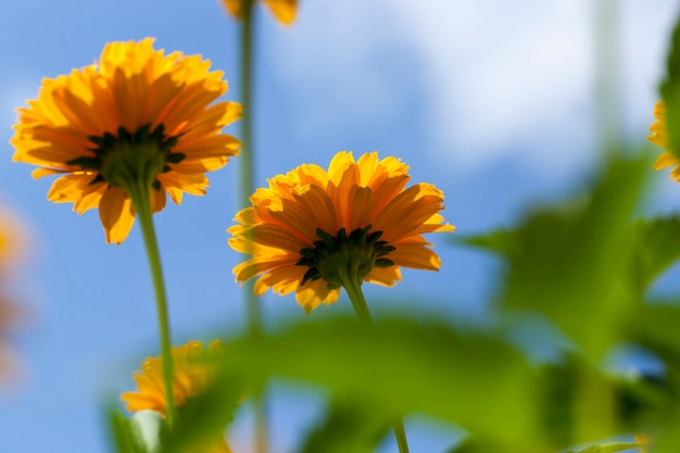 Yellow-orange flowers in the summer