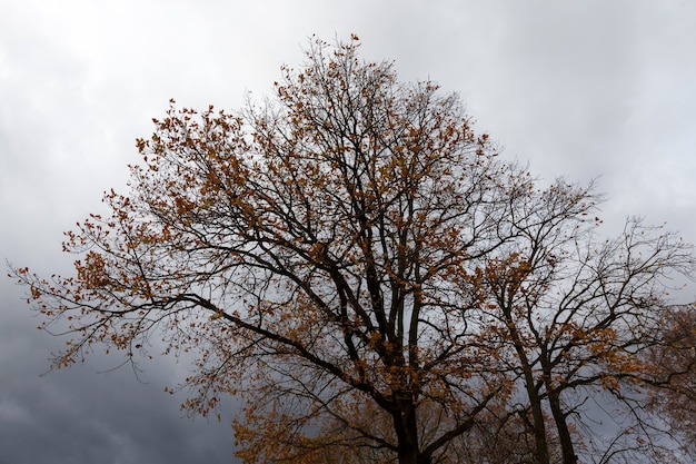 Yellow and orange foliage on trees in autumn