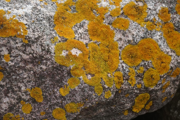 a yellow and orange lichen is growing on a rock