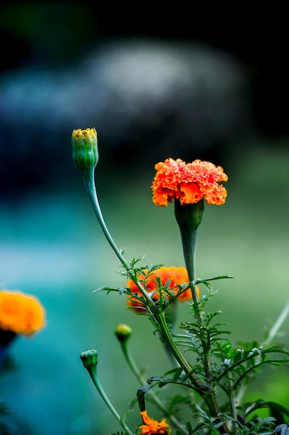 Yellow and orange marigold flowers tagetes in bloom